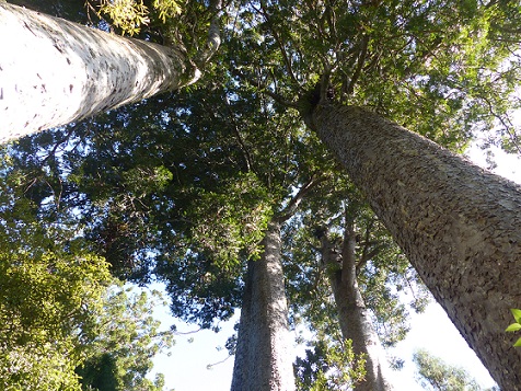Old, tall kauri trees